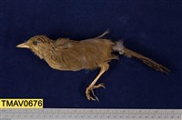 藏品(臺灣畫眉)的圖片